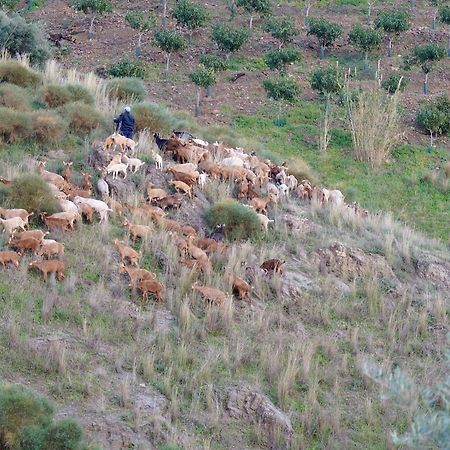 Cortijo Lagar De Luisa Guest House Borge Екстериор снимка